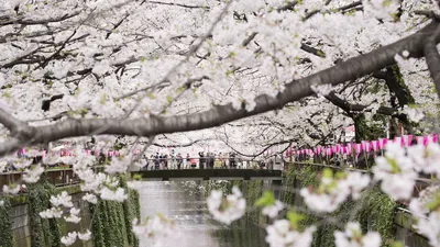 Культ любования: почему японцы поклоняются цветущей сакуре — 15.03.2023 —  Статьи на РЕН ТВ