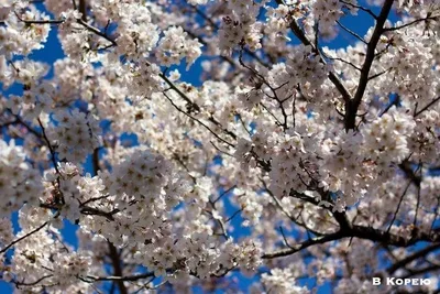 Март–апрель – Праздник цветения сакуры в Японии -