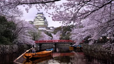 Японское дерево Сакура, интересные факты. | Полезные факты 😍 | Дзен