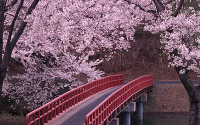 Цветение сакуры в парке Оги | Сага