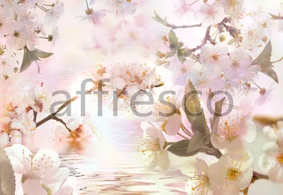 План самостоятельной поездки в Японию на цветение сакуры - 2024 - Тот самый  Врен