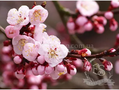 Как любоваться цветением сакуры? Рекомендации специалиста | Nippon.com