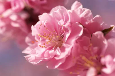Цветы сакуры - символ камикадзе и мотоциклистов | Япония глазами одного  гайджина | Дзен