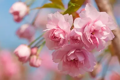 Что нужно знать о цветении сакуры в Вашингтоне, округ Колумбия