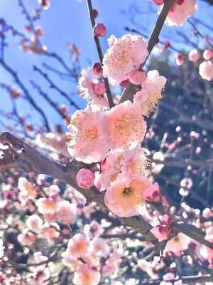 Как нежно цветет сакура...\" Фото и видео: Персональные записи в журнале  Ярмарки Мастеров