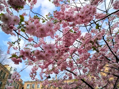 Фотообои Нежно розовые цветы сакуры на голубом фоне артикул Fl-440 купить в  Оренбург|;|9 | интернет-магазин ArtFresco