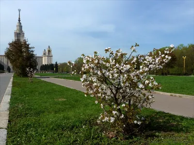 Сакура Японская. Купить Саженцы Сакуры с Доставкой в СПБ. Отправка по РФ  почтой и ТК