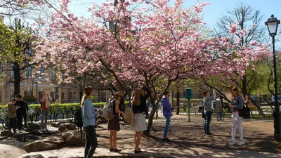 Фестиваль цветения сакуры пройдет в Крыму в конце апреля - Российская газета
