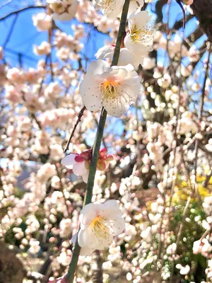 Розовый Цвет Вишни Или Японский Цветок Сакуры Цветут Весной Подпись Японии  Фокус На Центре — стоковые фотографии и другие картинки Hanami - iStock