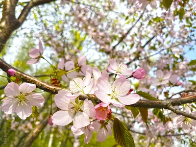 Как отличить цветки сакуры от сливы и персика 🌸 | Konnichiwa Club | Всё о  Японии | Дзен
