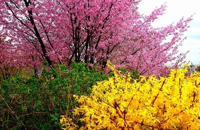 Предпосылка цветка Сакуры стоковое изображение. изображение насчитывающей  ново - 48966233