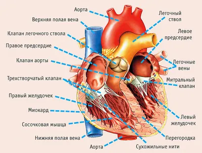 Как выглядит сердце человека ❤️ картинки для детей – подборка фото