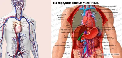 Сердце человека: как болит, где находится, сколько камер и другие  интересные и важные факты