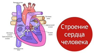 Сердце человека рисунок карандашом - 62 фото