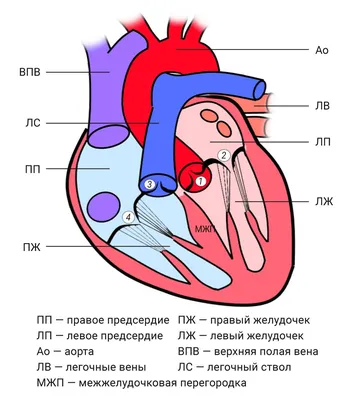 Купить Модель сердца человека (анатомическая) для детских садов и ДОУ по  выгодной цене, доставка по РФ