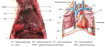 Сердце Анатомия Рисунок, сердце, Биология, Анатомия человека, Тело человека  png | Klipartz