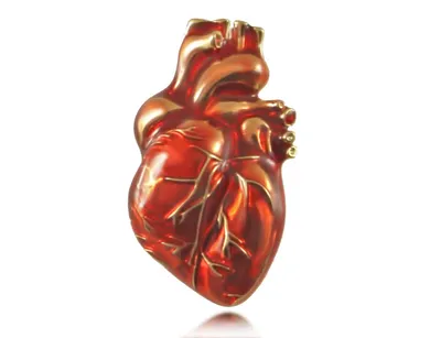 Разобранная анатомическая модель сердца человека, используемая в анатомии,  медицинский обучающий инструмент с номером | AliExpress