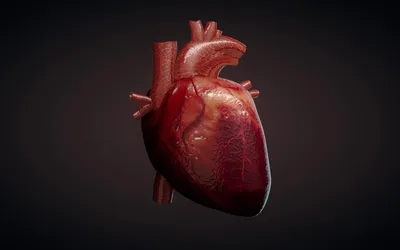 Сердце: как болит, где находится, строение, функции