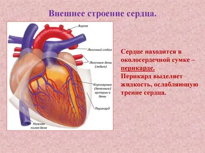 Анатомия Сердца Кровеносной Системы Человека — стоковые фотографии и другие  картинки Сердце - Сердце, Символ сердца, Сердечно-сосудистая система -  iStock