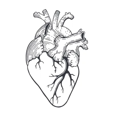 Макет сердца человека | 3DminiLAB