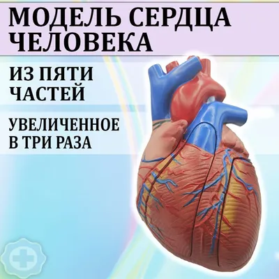 Как выглядит сердце человека ❤️ картинки для детей – подборка фото
