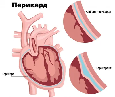 Рисунок Анатомия Сердце Схема, сердце, сердце, анатомия, живопись png |  PNGWing