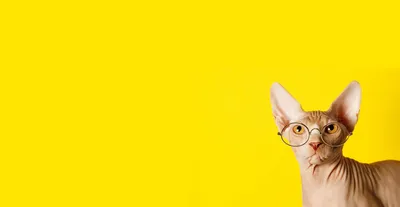 Портрет кота сфинкса с желтыми глазами Стоковое Изображение - изображение  насчитывающей глаза, любимчик: 130877169