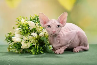 Котята канадского сфинкса / Available sphinx kittens - Baby Joy - питомник  канадских сфинксов