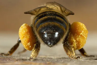 Злая В Виде Шмеля — стоковые фотографии и другие картинки Пчела - Пчела,  Шмель, Крупный план - iStock