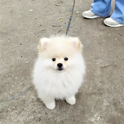 Особенности стрижки шпицев - BarberPet