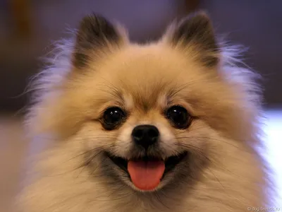 Купить сухой корм для собак Royal Canin Pomeranian Adult, 1,5 кг, цены на  Мегамаркет | Артикул: 600001545325