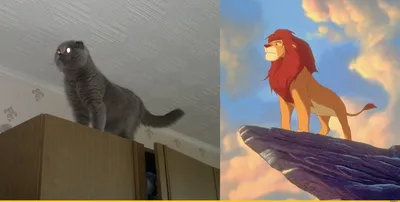 Мой котяра в образе Симбы / Симба (Simba) :: Король Лев (The Lion King) ::  Мультфильмы :: живность :: котэ (прикольные картинки с кошками) / смешные  картинки и другие приколы: комиксы, гиф анимация, видео, лучший  интеллектуальный юмор.