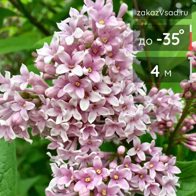 Сирень венгерская (Syringa josikaea)