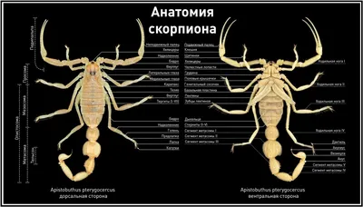Азиатский лесной скорпион (Heterometrus spinifer) купить в Москве по цене в  интернет-магазине ExoLife