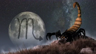 Реалистичный рельефный подвес Desert King в виде скорпиона купить от 106287  грн | EliteGold.ua