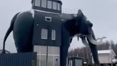 В казанский зоопарк привезли слона | Вести Татарстан