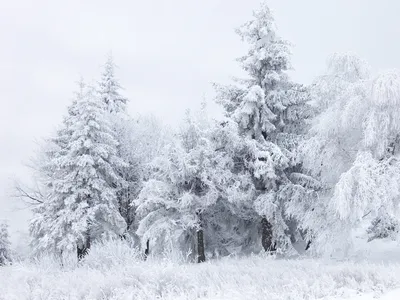 Картинки снег