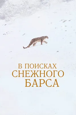 17 интересных фактов о Снежном барсе | КАА | Дзен