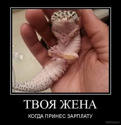 Демотиваторы смешные и новые, со смыслом!