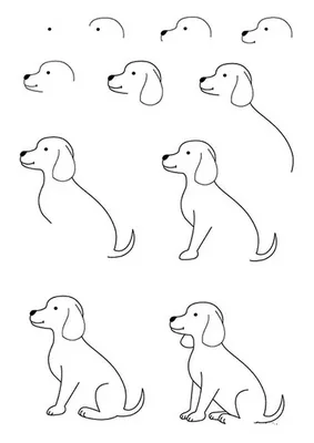 Собаки срисовки легкие пошаговые (800 рисунков) рисунки для начинающих  карандашом простые идеи красивые картинки