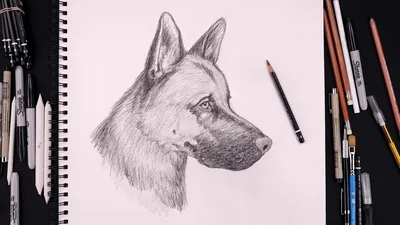 Рисункии собак для срисовки