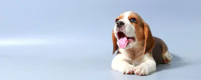 Картинки собак и щенков фотографии