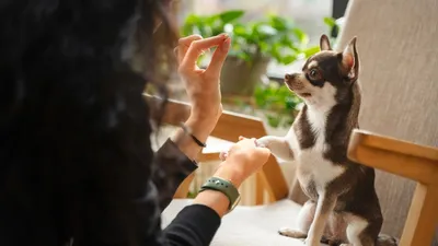 Как и чем кормить новорожденного щенка без матери - Petstory