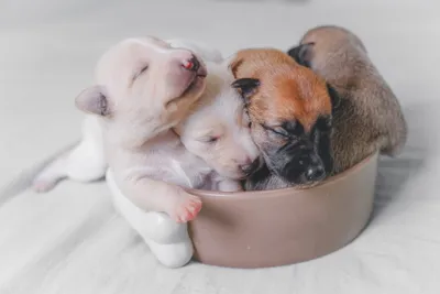 Чем отличается корм для щенков и взрослых собак | Royal Canin UA