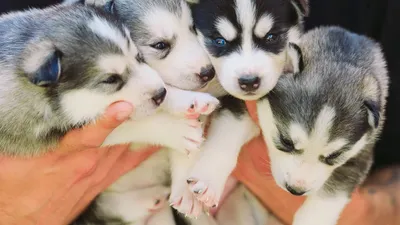 Как выглядит здоровый щенок 🐶- ProPlan.ru