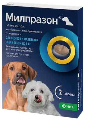 Самые милые щенки маленьких пород собак | Лапки.TV | Дзен