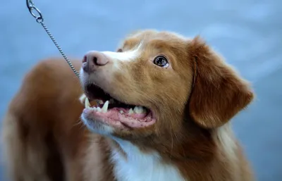 Новорожденные щенки — советы по уходу и кормлению — ProPlan.ru