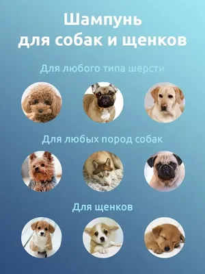 Какой корм лучше для щенков 🐶: выбор корма для щенка - ProPlan.ru