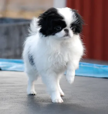 Сухой корм для щенков средних пород собак Royal Canin Medium Puppy (Медиум  паппи) 3 кг купить в Екатеринбурге | 190235/4627109389742 | Заповедник