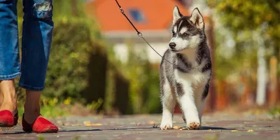 GOOD DOG глистогон для собак и щенков, 50 мл.